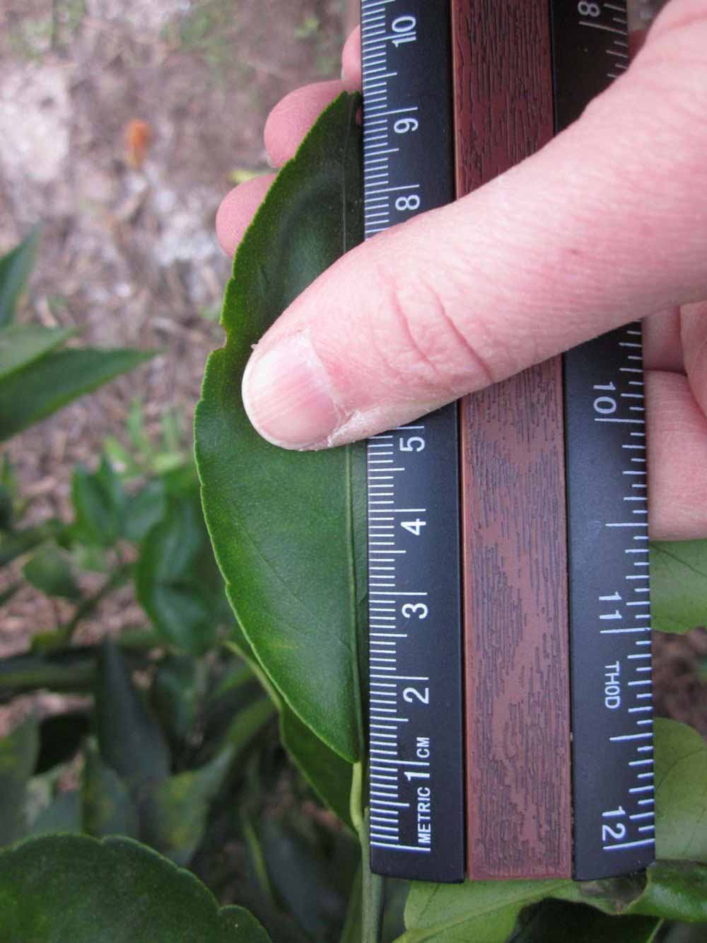              Unifoliolate leaf (Winter Haven, FL)       